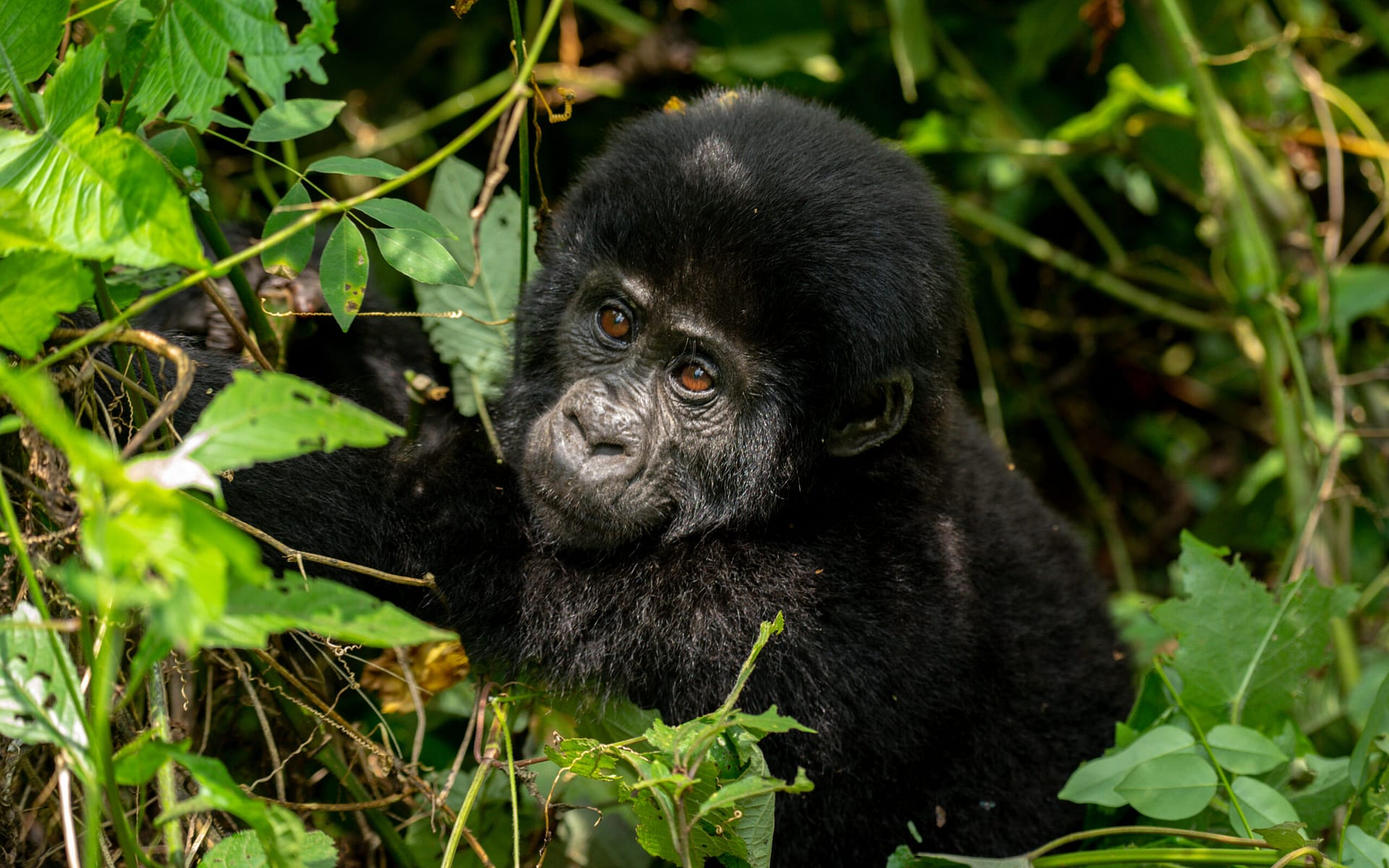 Bwindi Impenetrable National Park