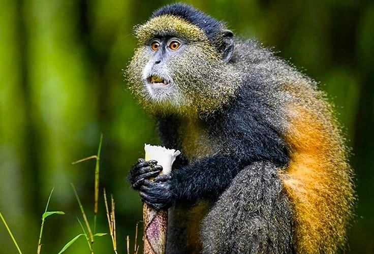 Mgahinga Gorilla National Park