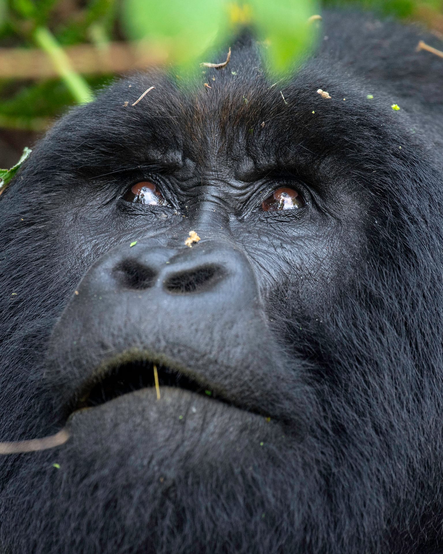 Expedition tour in Uganda & Rwanda