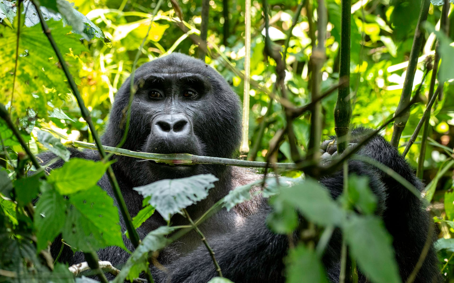 Mountain Gorilla in Volcanoes National Park, Rwanda