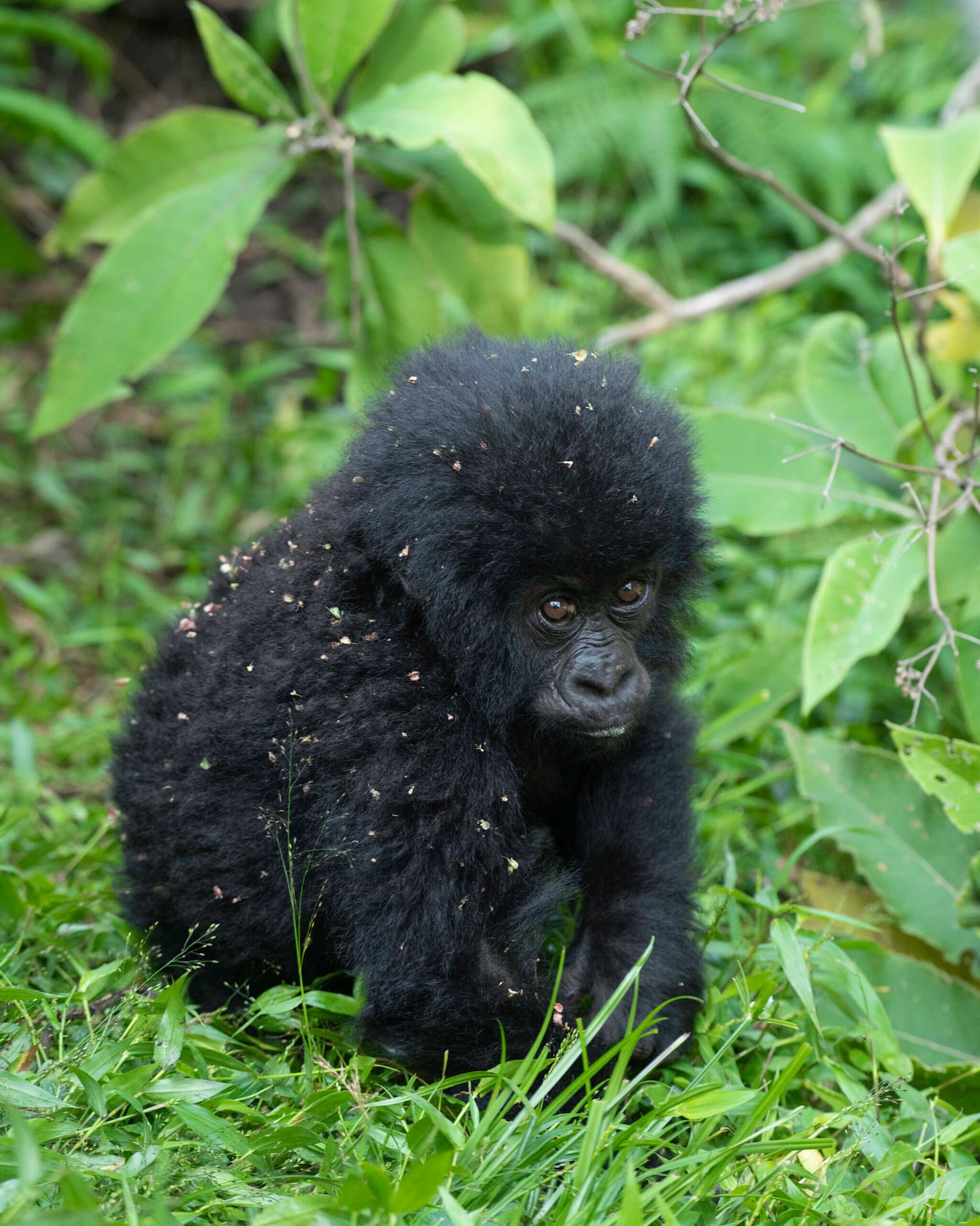 Primates in Rwanda