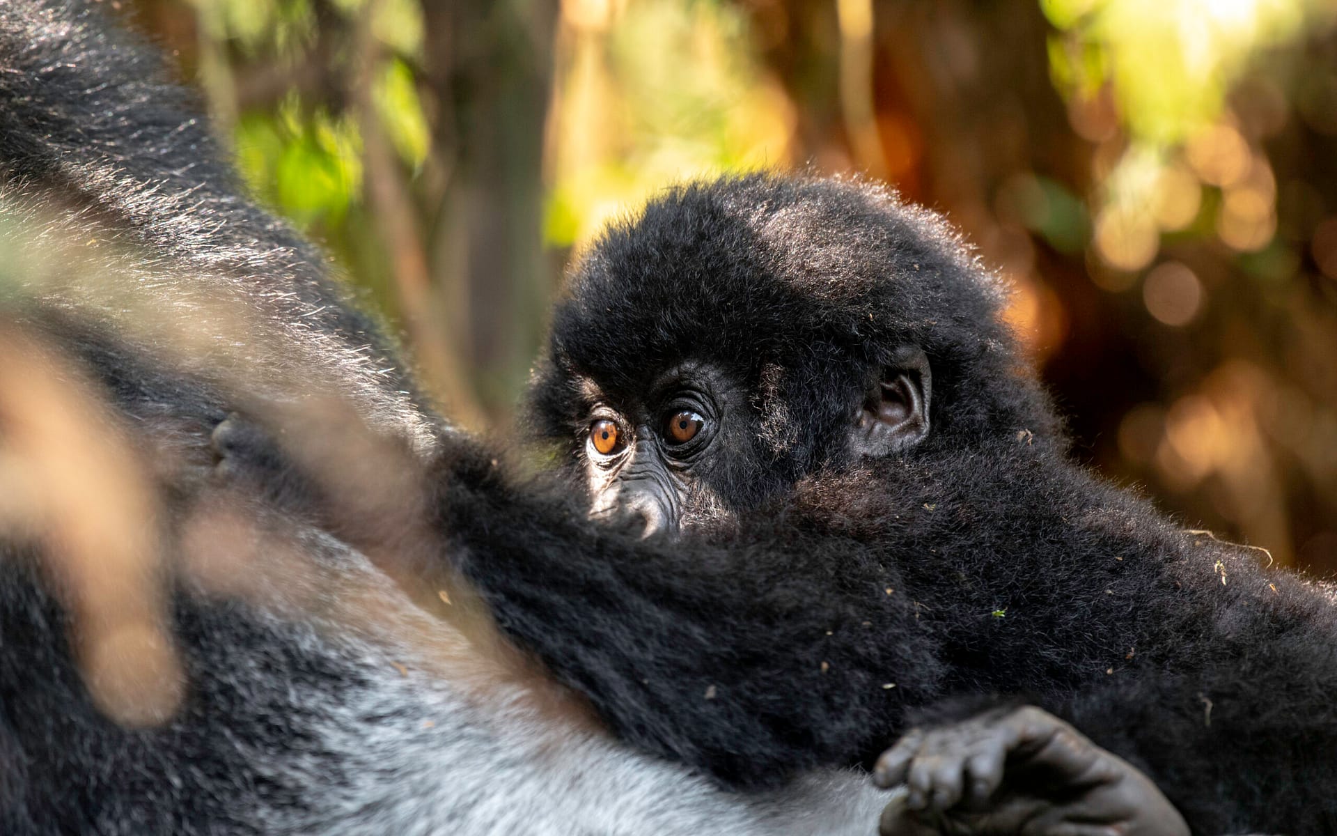 Lake Kivu and primate tracking in Uganda and Rwanda