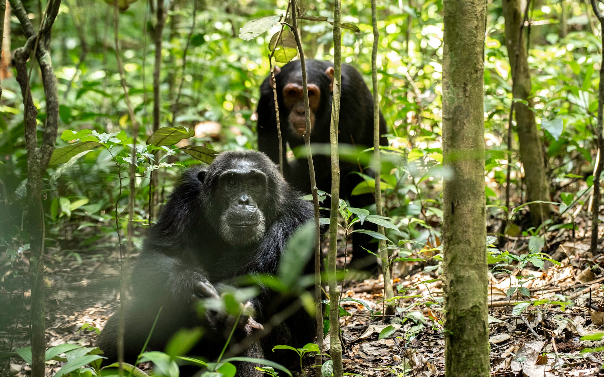 Kibale National Park