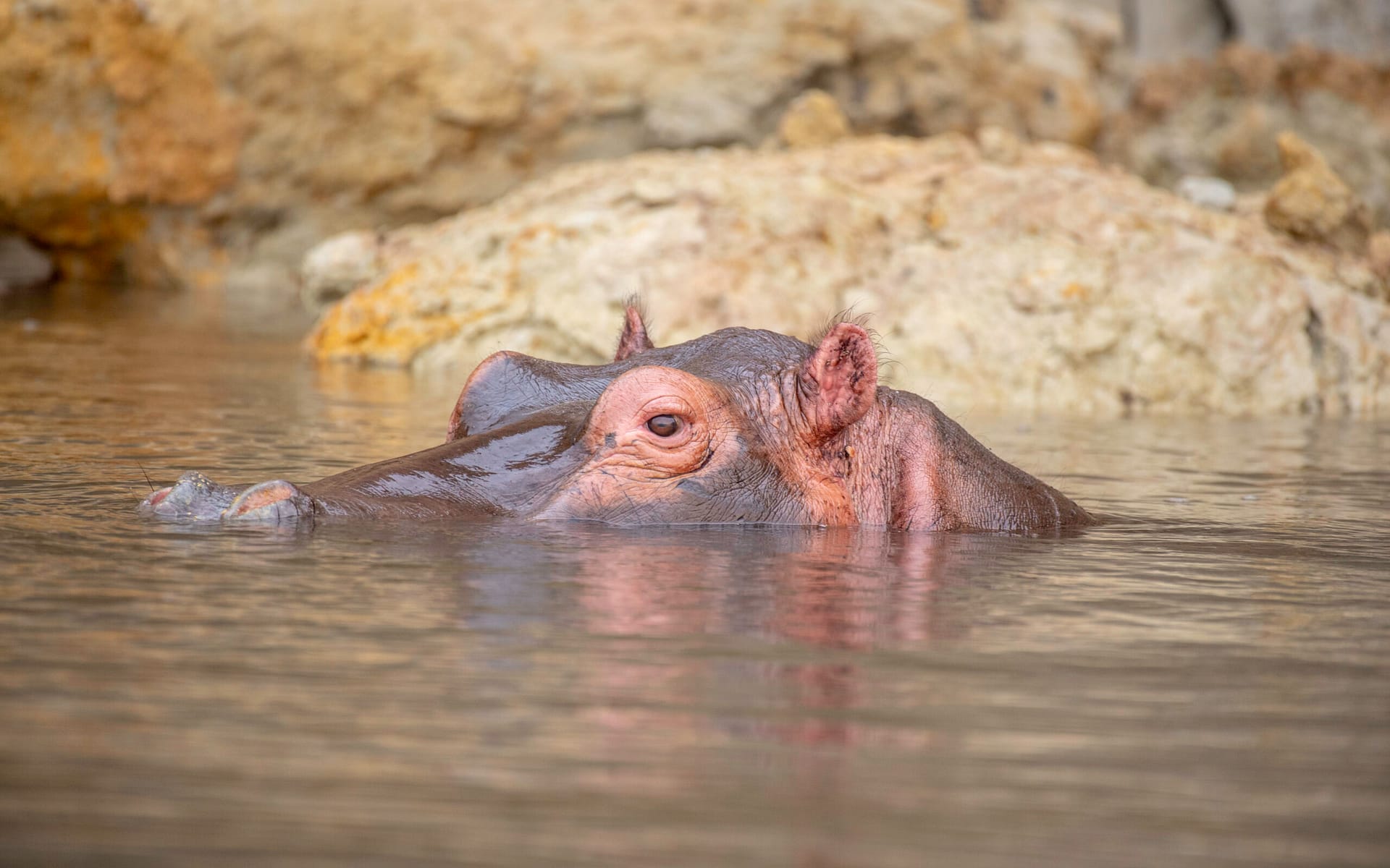Murchison’s silent swimmer