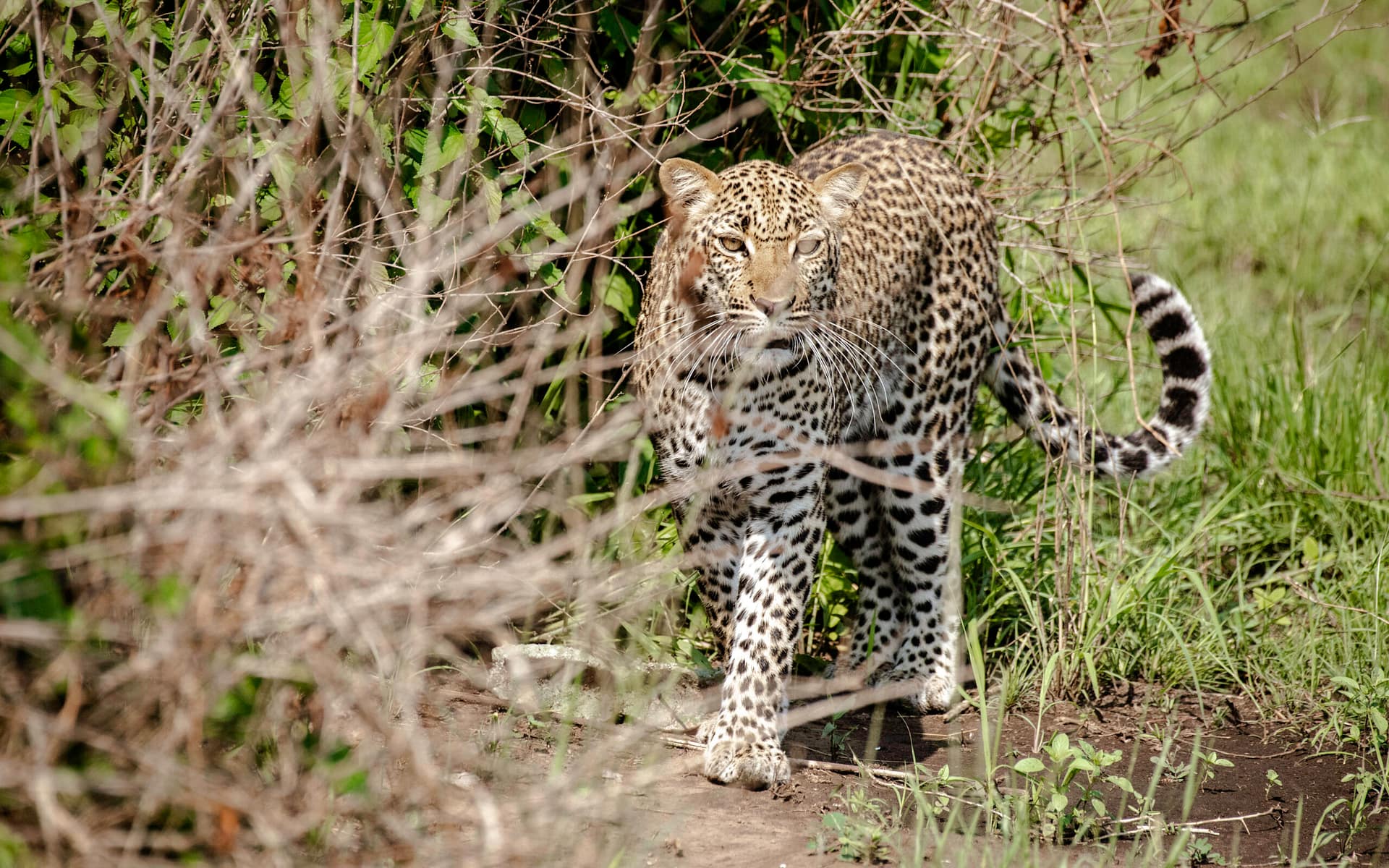 Queen Elizabeth National Park